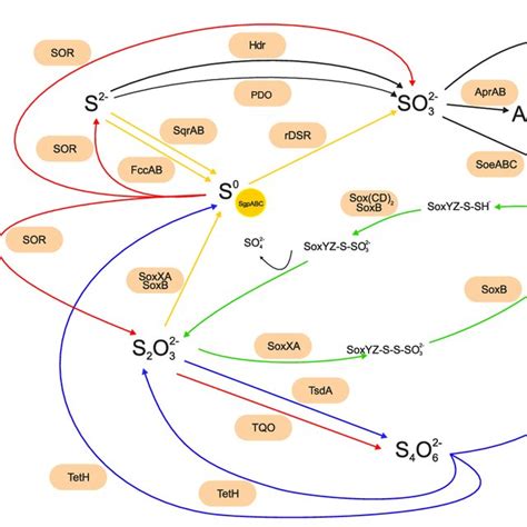 Simplified overview of the main sulfur oxidation pathways of reduced ...