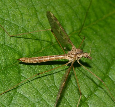 Crane Fly Tipula Borealis Bugguide Net