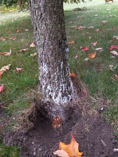 How to Identify, Prevent, and Treat Collar and Crown Rot in Fruit Trees