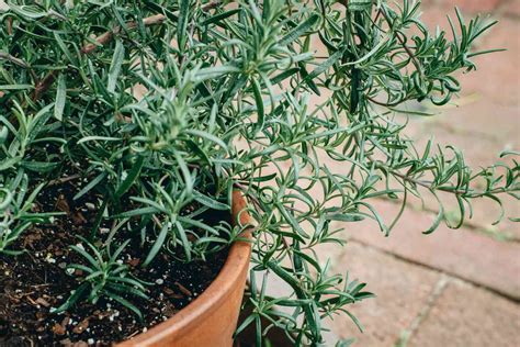 The 13 Best Plants For Pots All Year Round