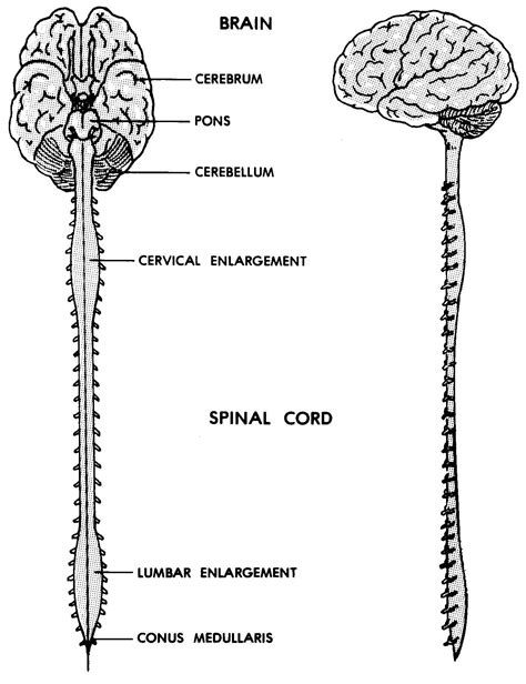 Nervous System Diagram Easy : The Human Nervous System : Though there is difference in functions ...