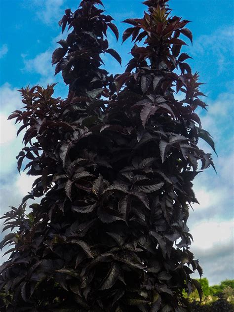 Бузина черная (Sambucus nigra) «Black Tower» - «Feel Green»
