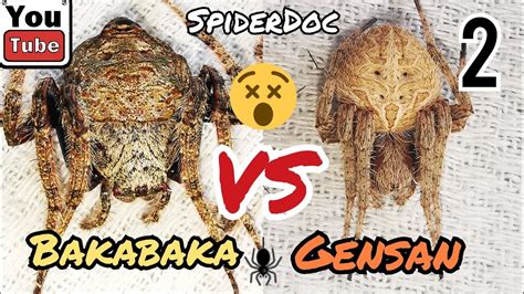 BAKABAKA Vs GENSAN PART 2 RESBAK Ba Si Gensan White Tiger YouTube