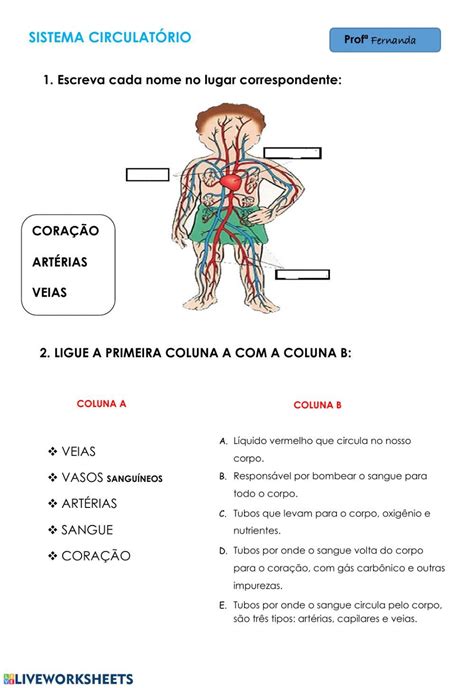 Sistema circulatório online exercise for 5º ano ef Artofit