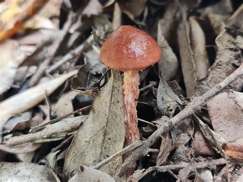 Flecked Bolete From Gloucester River Walking Track Barrington Tops