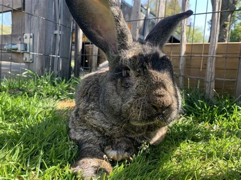 Flemish Giant Rabbit Breeders in Montana - Our Lovely Rabbits