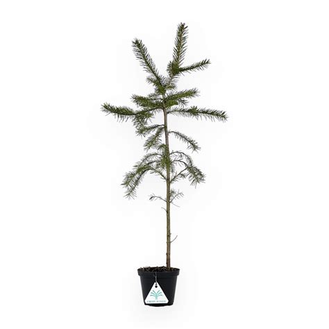 Picea Abies Abete 60 Cm