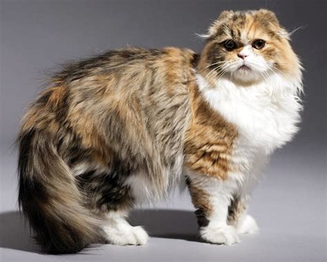 Порода Кошек Фолд Фото – Telegraph