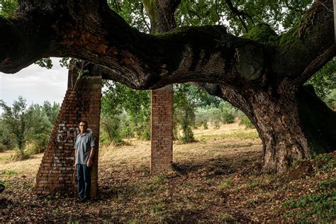 Il Fascino Degli Alberi Monumentali D Italia Un Patrimonio Da