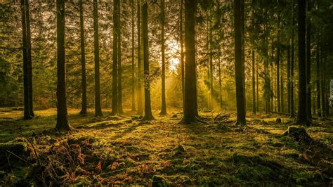 Las iglasty rozświetlony słońcem 