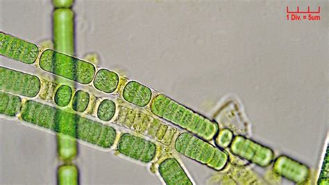 ./Cyanobacteria/Oscillatoriales/Oscillatoriaceae/Oscillatoria/tenuis_cf ...