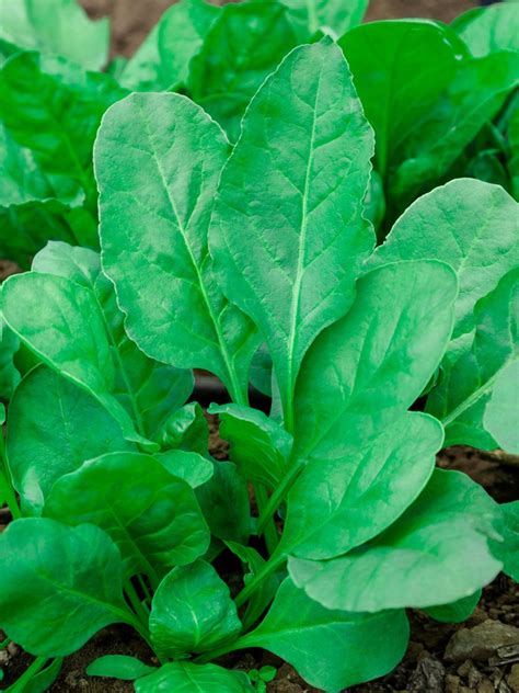 Is Spinach A Shade Plant: Choosing Spinach For Shade Gardens