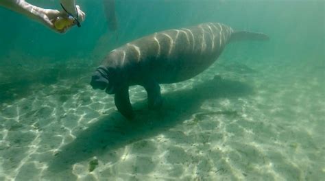 Manatees are no longer endangered - News - Emirates24|7