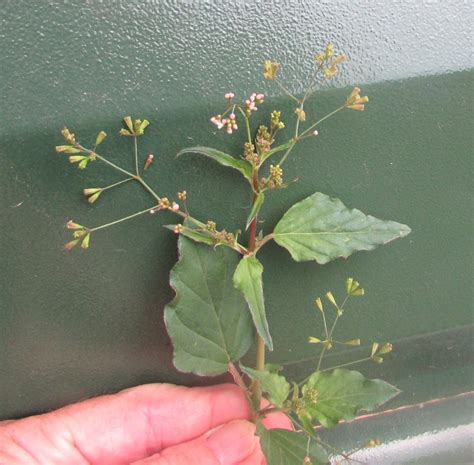 Erect Spiderling Plants Of Gtmo Inaturalist