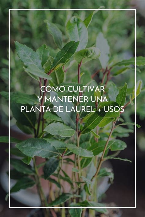 Como Plantar Laurel En Casa En Macetas Muy Facil