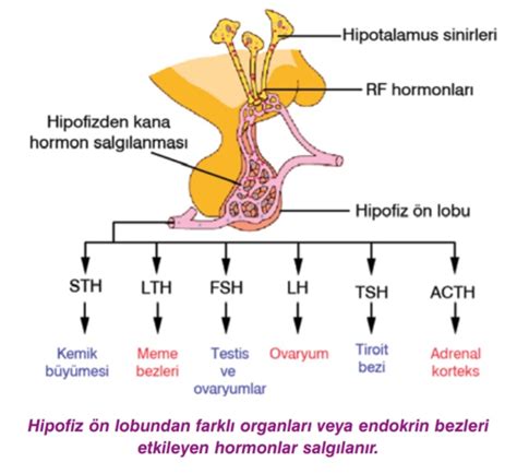 Hipofiz Bezi Nedir Hipofiz Ön ve Arka Lobundan Salgılanan Hormanlar