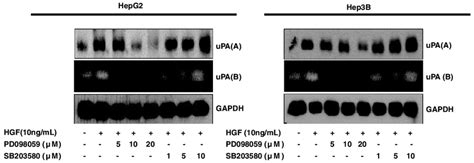 Effects Of Pd And Sb On Hgf Induced Upa Expression The