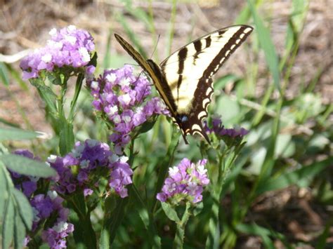 Grow Colorful Statice For Fresh Cutting And For Great Drying Flowers