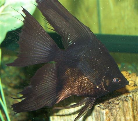 Black Angelfish