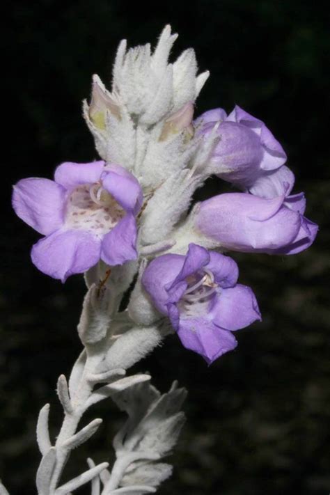 Plantfiles Pictures Eremophila Species Emu Bush Silky Eremophila