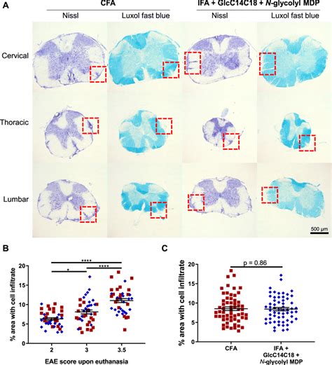 Spinal Cord Pathology In Rr Eae Mice Induced By Ifa Glcc C Mdp A