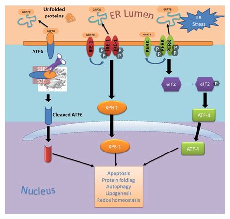 Endoplasmic Reticulum Stress Mediated Cell Signaling Pathway