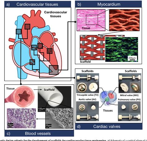 Figure 2 From Biomimetic Cardiovascular Platforms For In Vitro Disease