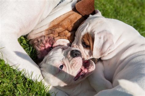 Premium Photo | American bulldog puppies playing in nature