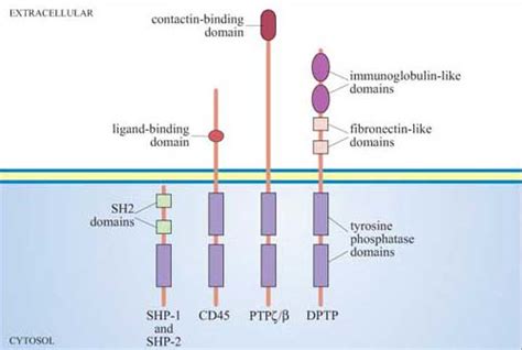 Cell Signalling Protein Phosphatases Openlearn Open University