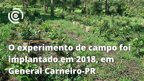 Novo Sistema De Cultivo De Erva Mate Pode Aumentar A Produtividade Em