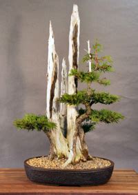 Eastern White Cedar Bonsai Tree Care - Chinese Bonsai Garden