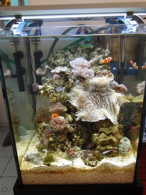 Saltwater Aquarium Setup Aquarium Garden Coral Reef Aquarium