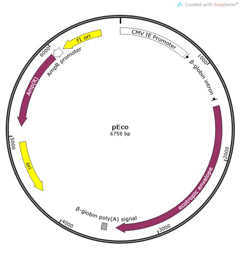 Peco载体质粒图谱 优宝生物