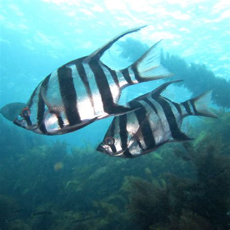 Fish – Old Wife – Barwon Bluff