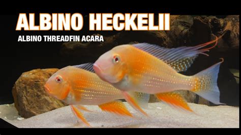 Albino Heckelii Threadfin Acara Species Profile Youtube