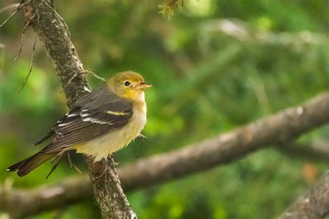 Western Tanagers - Females - Ball Studios