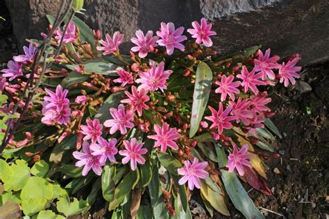 Lewisia Brachycalyx Engelm Ex A Gray Hortus Botanicus Flickr