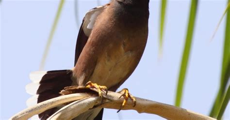 Simply Jews Dania Suarez Nude Uncensored Pictures