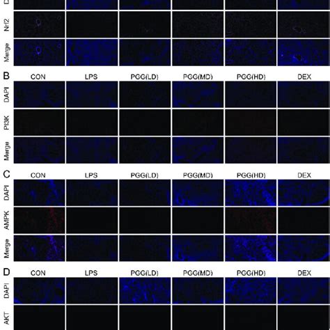 Effect Of Pgg On Pi K Akt Nrf And Ampk Expressions In The Lung