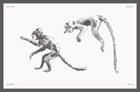 Premium Vector | High detail hand drawn vector illustration of two monkeys, realistic drawing ...