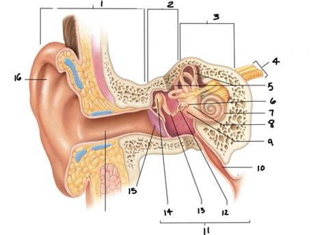 Special Senses Ear Nose Tongue Diagrams Module 4 A P I