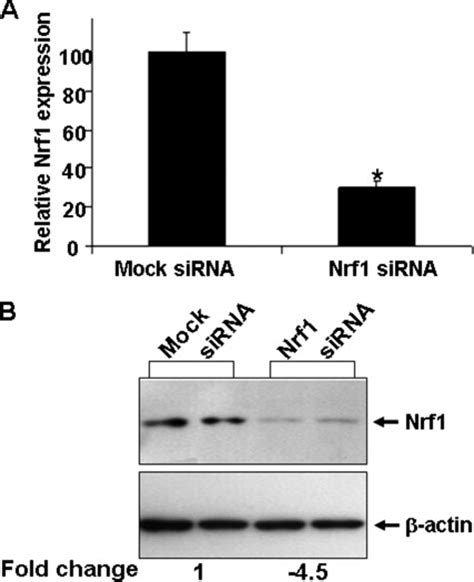 Nrf Sirna Knocks Down Nrf Expression In Bms Cells Undifferentiated