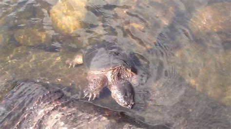 Scary Snapping Turtle Youtube