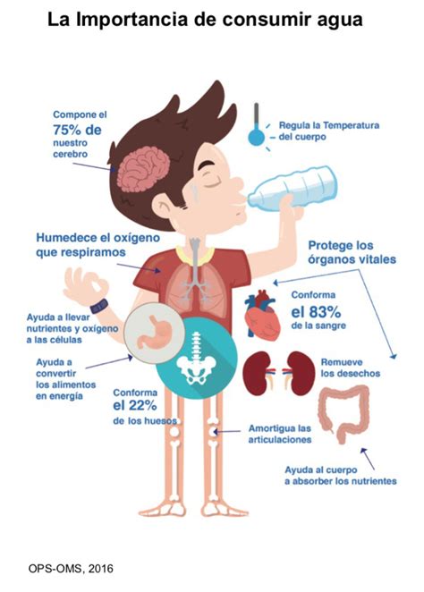 La Importancia Del Agua En El Sistema Digestivo Ordessa Images And Photos Finder