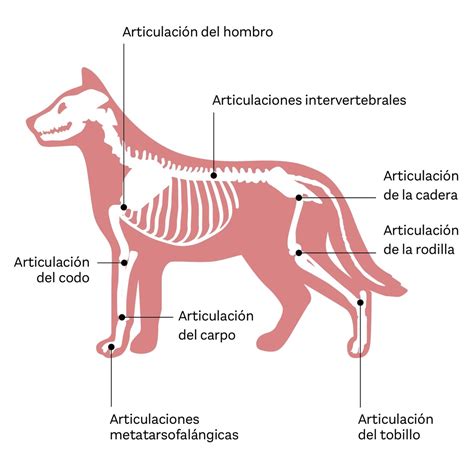 Las Articulaciones Del Perro Doppelherz