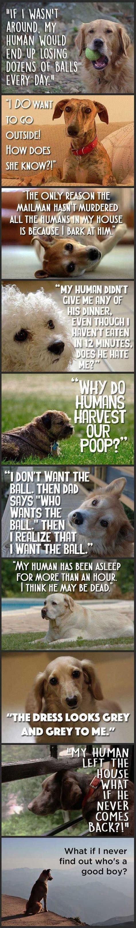 Dog Logic Dog Thoughts Funny Animals Funny Dogs