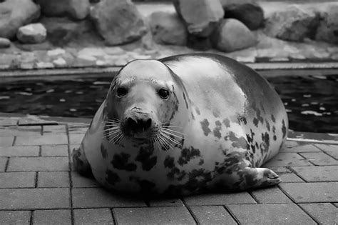 Birth Of Cute Endangered Baby Seal Is Caught On Camera