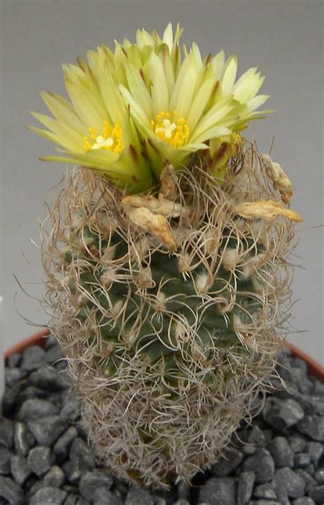 Turbinicarpus krainzianus Flor de cactus Suculentas Jardín del