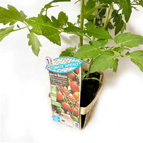 TOMATE CERISE MIEL DU MEXIQUE BIO BARQUETTE MOTTE X3 Boutique EVL