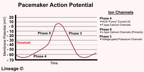 SA Node Action Potential - USMLE Strike